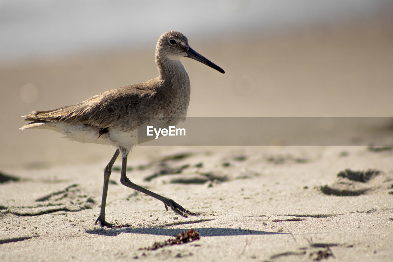 CLOSE-UP OF BIRD PERCHING ON A LAND