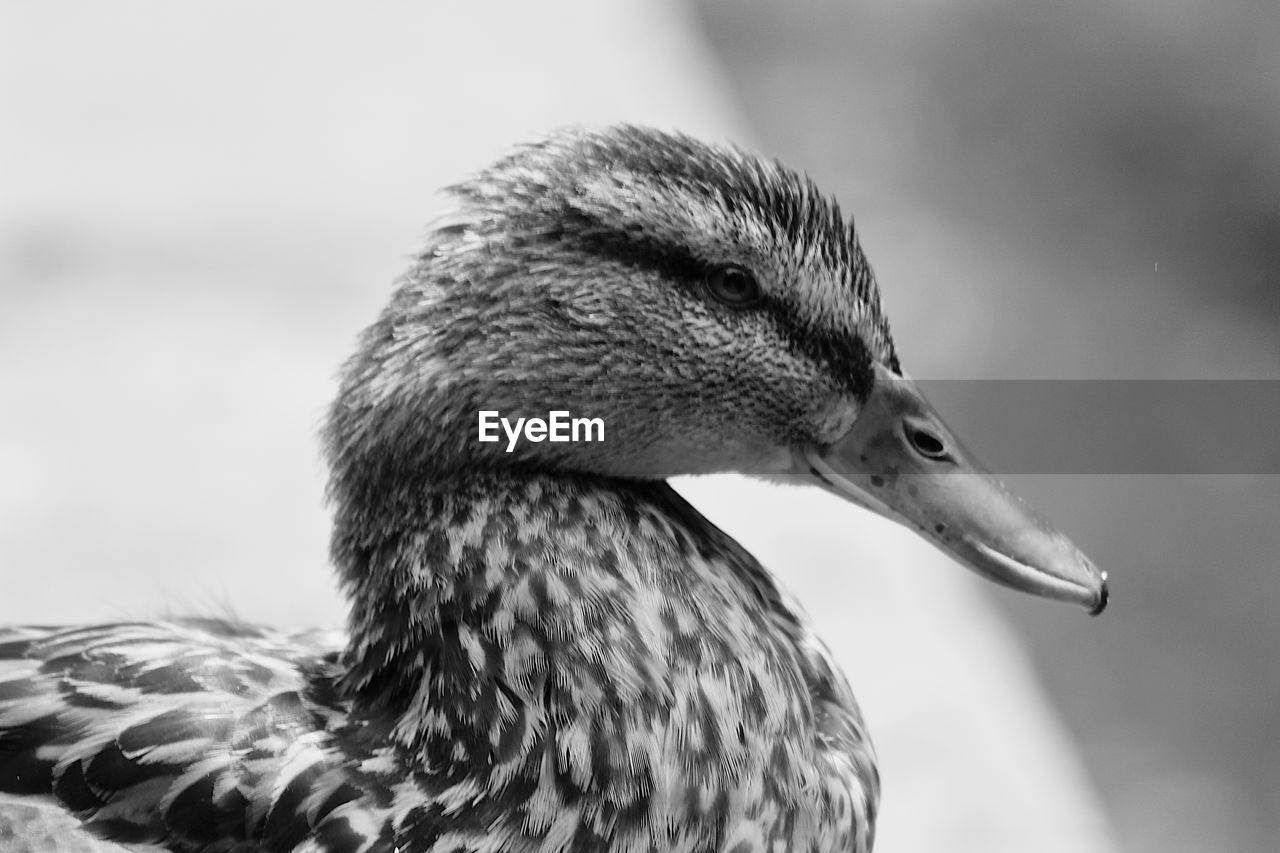 Close-up of a bird