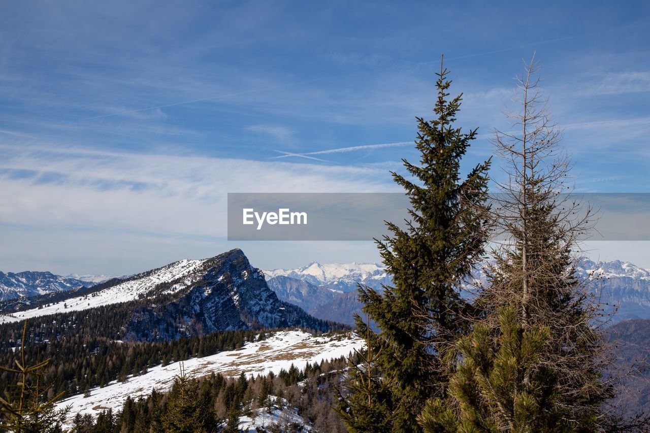 Pine trees on snowcapped mountains against sky