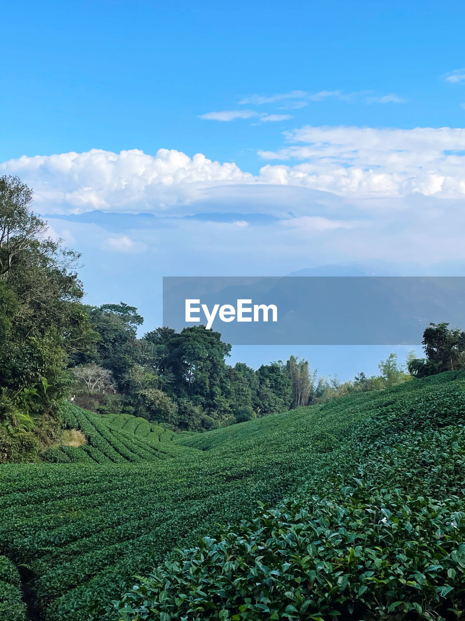 plant, environment, landscape, sky, nature, green, land, field, cloud, agriculture, crop, flower, scenics - nature, tree, tea crop, growth, rural scene, beauty in nature, hill, plantation, food and drink, rural area, social issues, grass, no people, farm, assam tea, blue, food, tranquility, outdoors, environmental conservation, travel, meadow, forest, freshness, foliage, plant part, lush foliage, leaf, grassland, valley, vegetable, day, healthy eating, sunlight, vegetation, summer, tranquil scene, darjeeling tea, soil, tropical tree, tourism