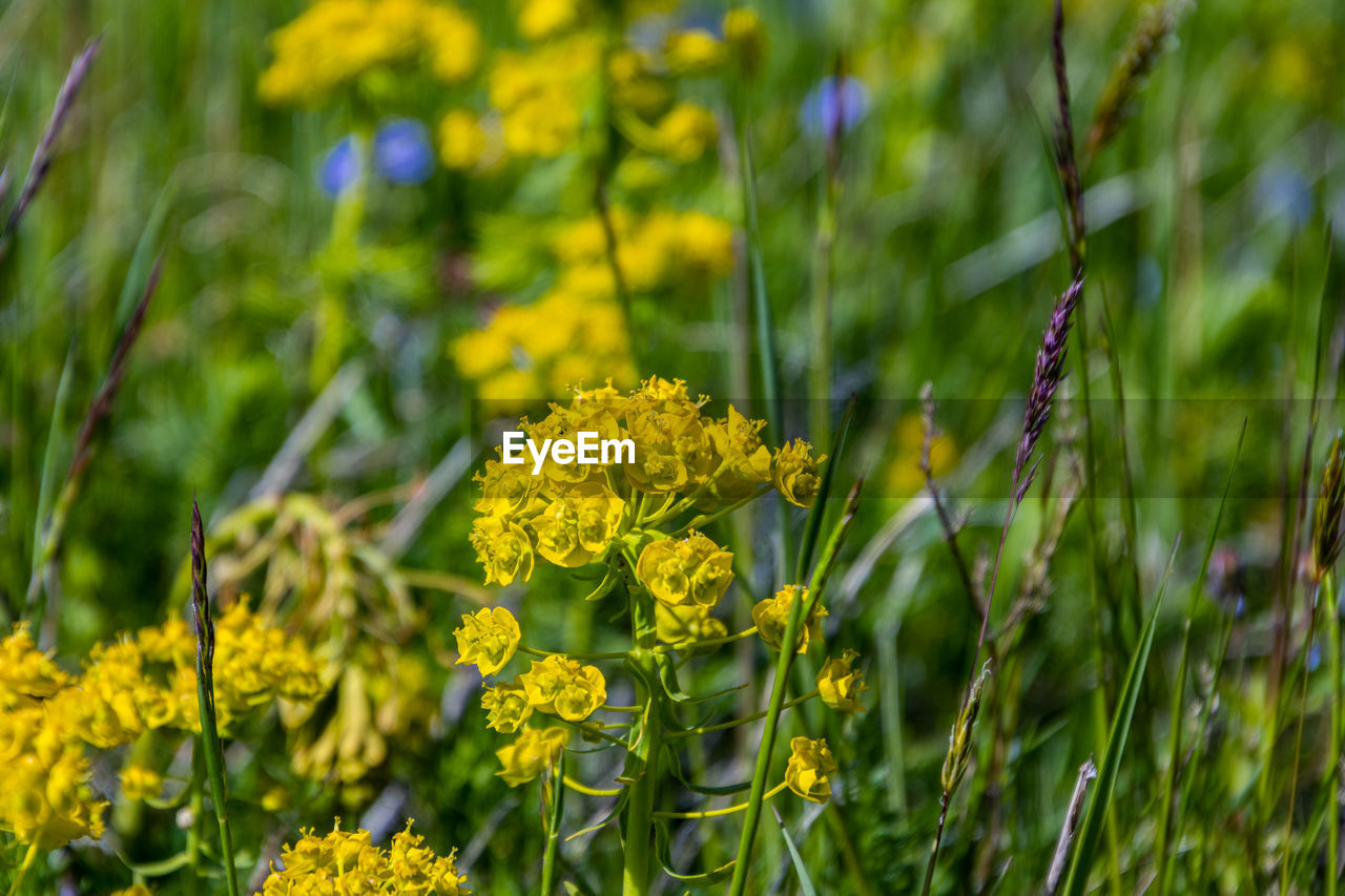 Close-up of yellow flowering plants on field