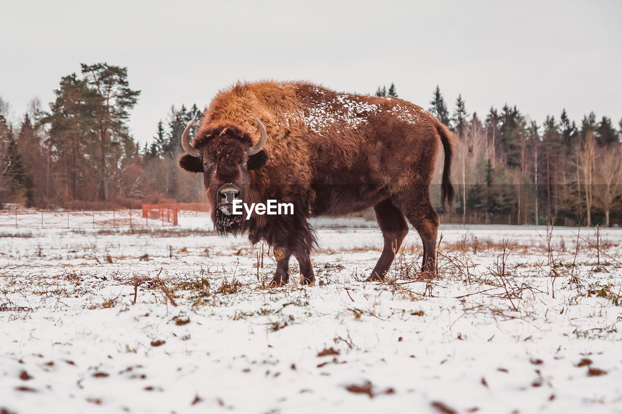 animal, animal themes, mammal, snow, winter, animal wildlife, cold temperature, bison, nature, domestic animals, wildlife, cattle, american bison, tree, land, livestock, no people, one animal, landscape, environment, plant, animal hair, horned, outdoors, standing, brown, beauty in nature, forest, sky, portrait, herd, bull