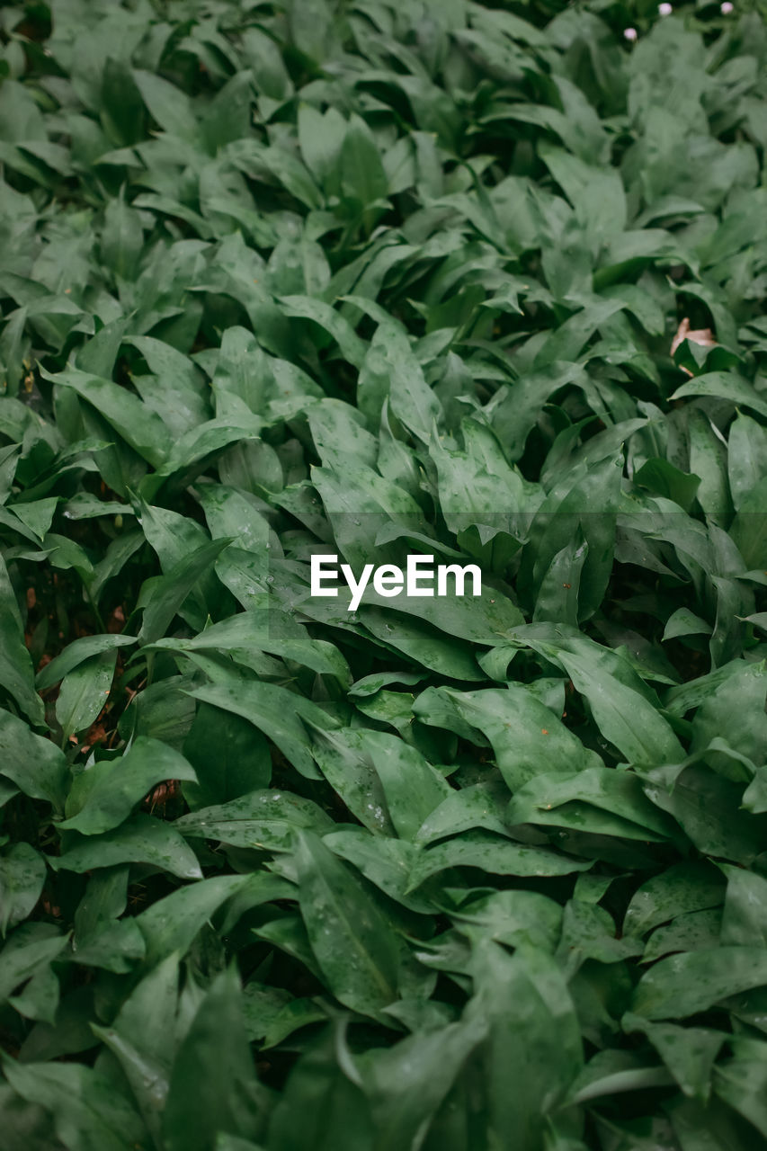 Full frame shot of fresh green leaves