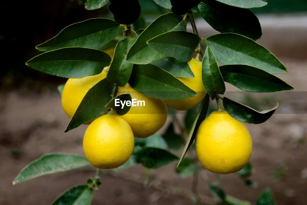 Close-up of lemons on plant