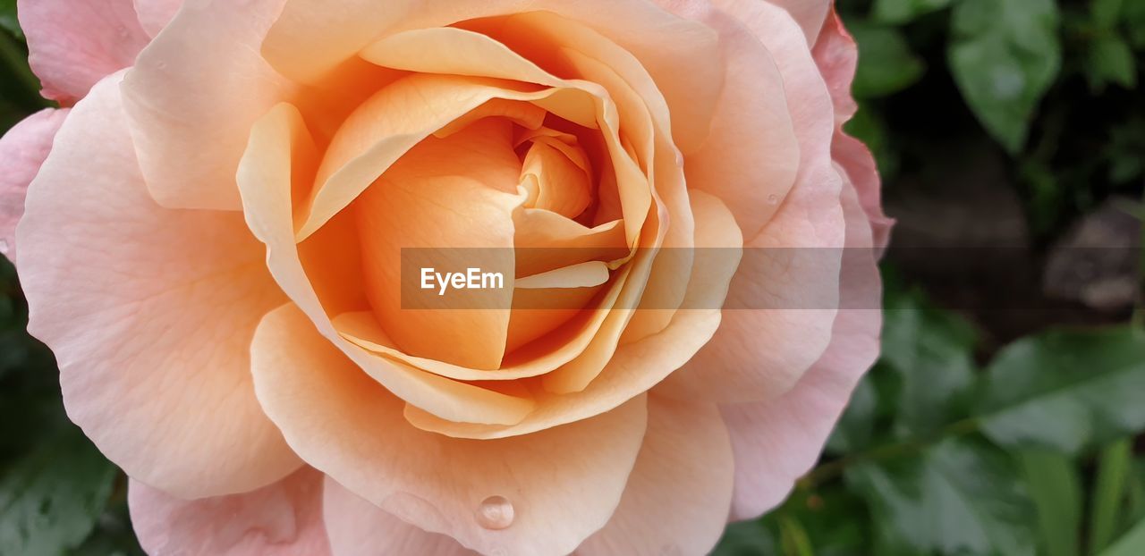 Close-up of rose flower