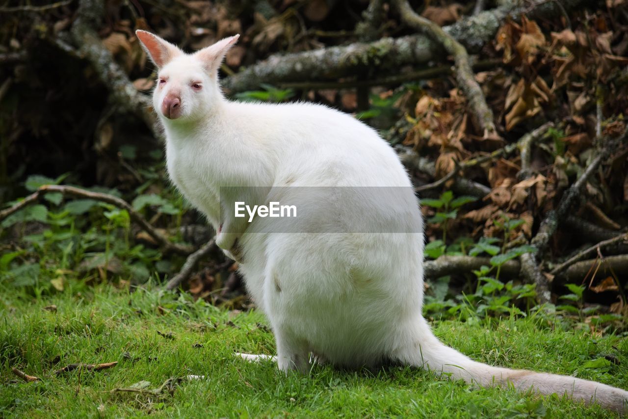 White kangaroo on field