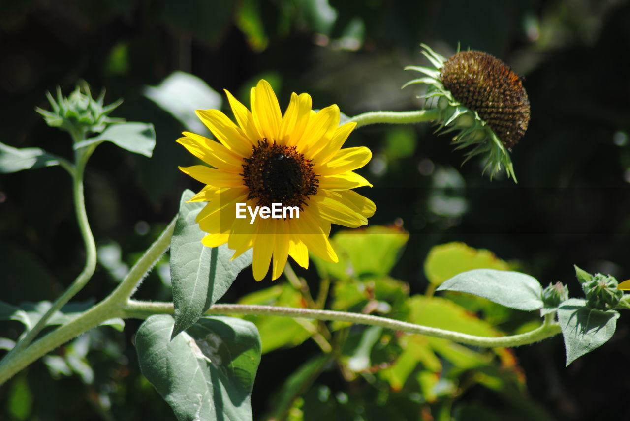 CLOSE-UP OF YELLOW FLOWER