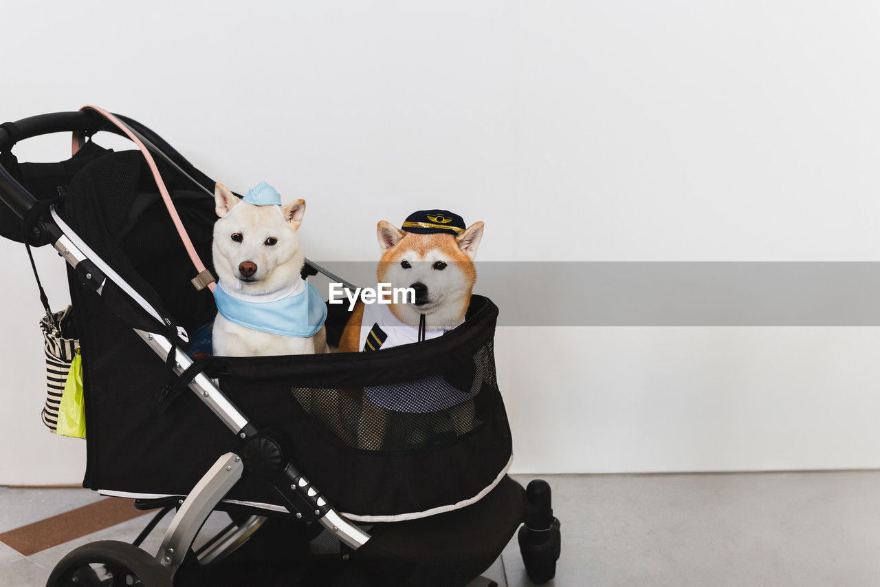 baby carriage, indoors, mammal, toy, animal, childhood, fun, studio shot, cute, animal themes, domestic animals, humor, animal representation, representation, canine, dog, pet