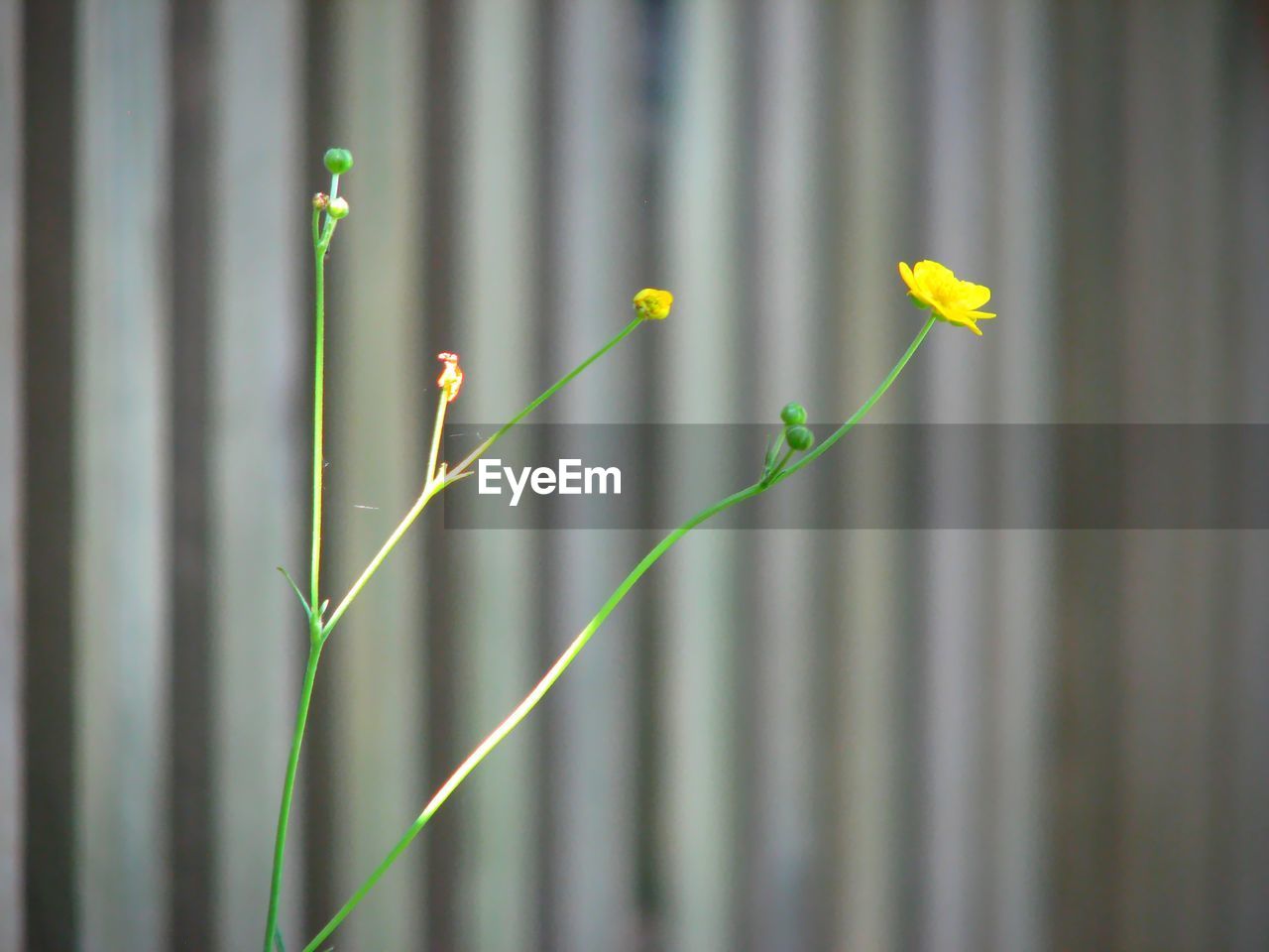 Close-up of flowering plant against blurred background