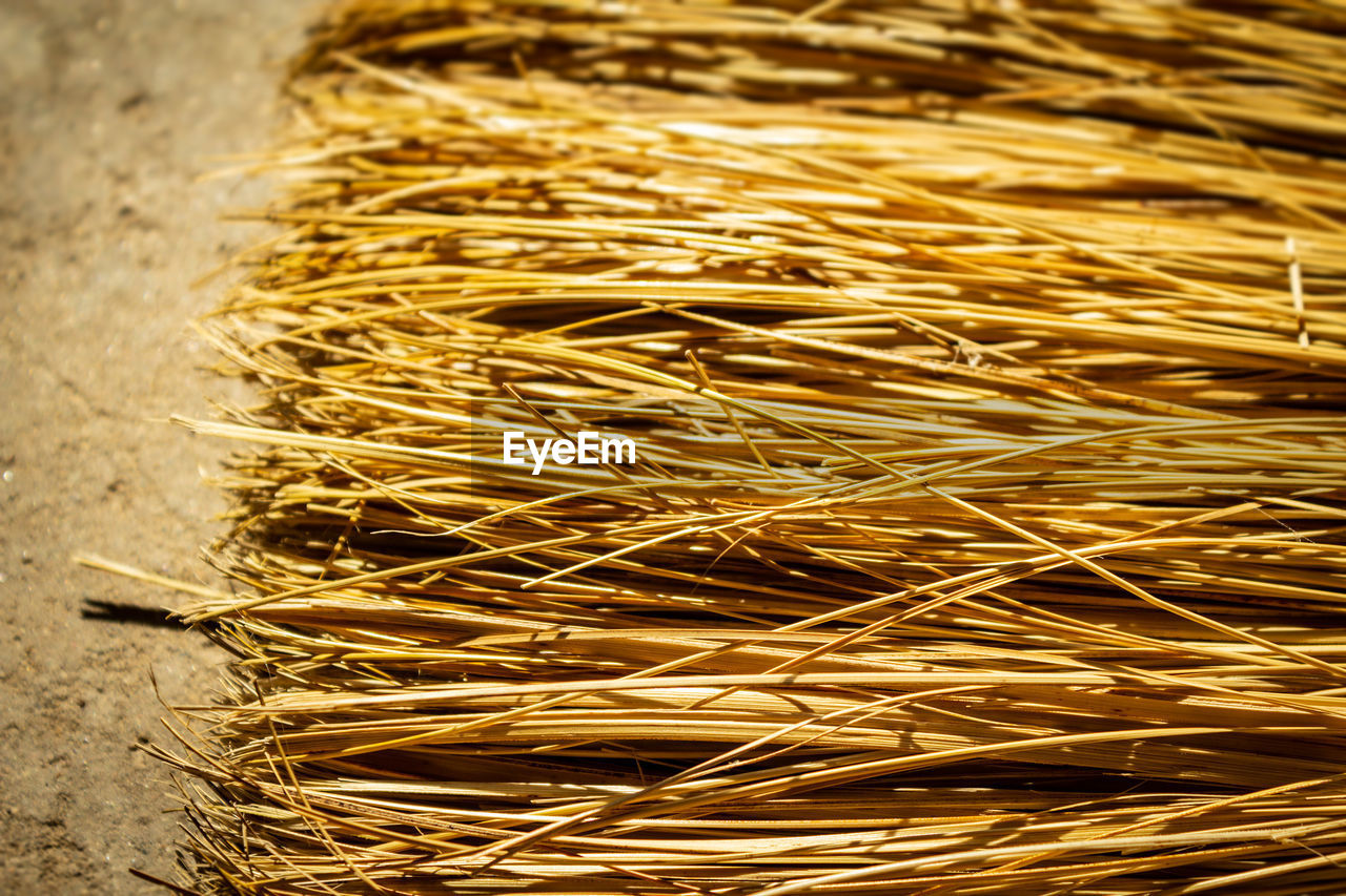 HIGH ANGLE VIEW OF DRY LEAF