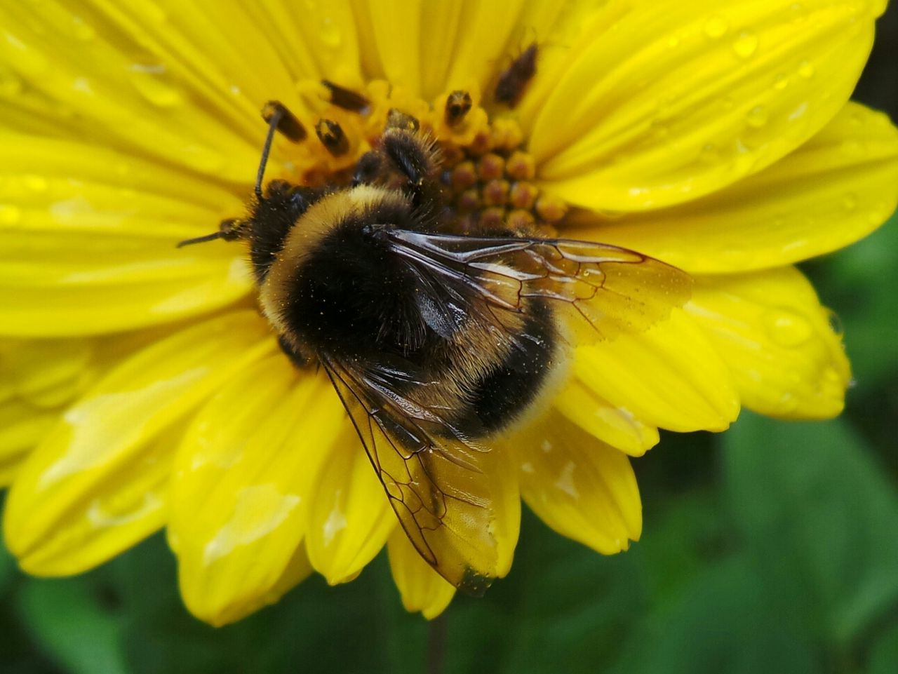 Close-up of honey bee on wet sunflower in park