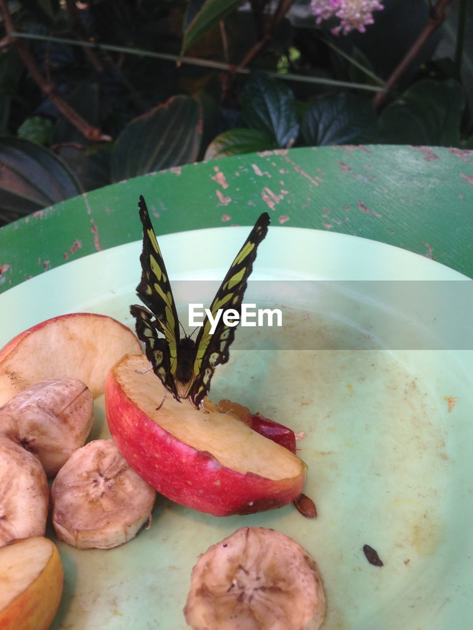 Close-up of butterfly perching on apple piece in plate