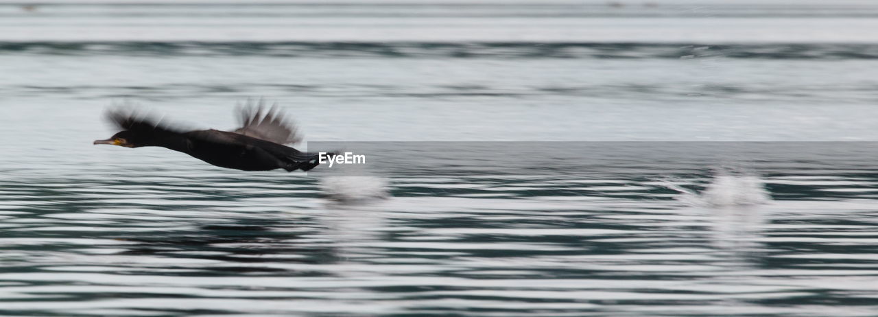 BIRD FLYING OVER A SEA
