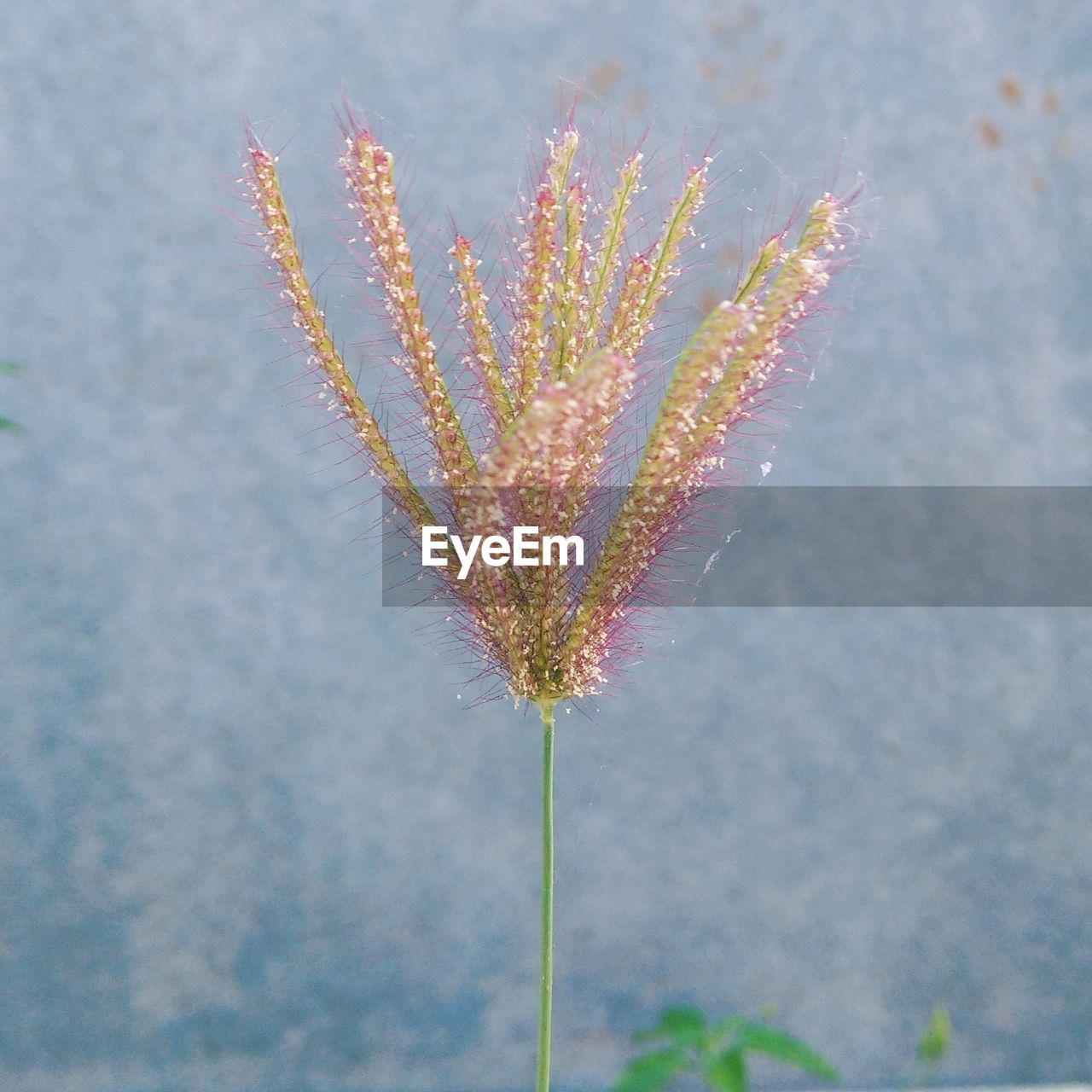 Close-up of plant