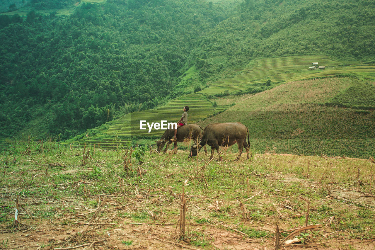 Buffaloes grazing on field