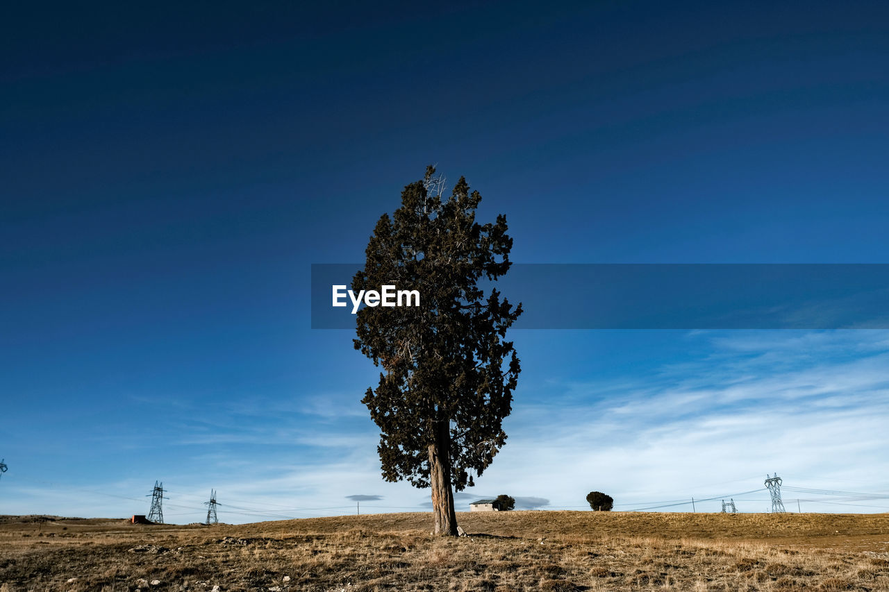 Tree on field against sky