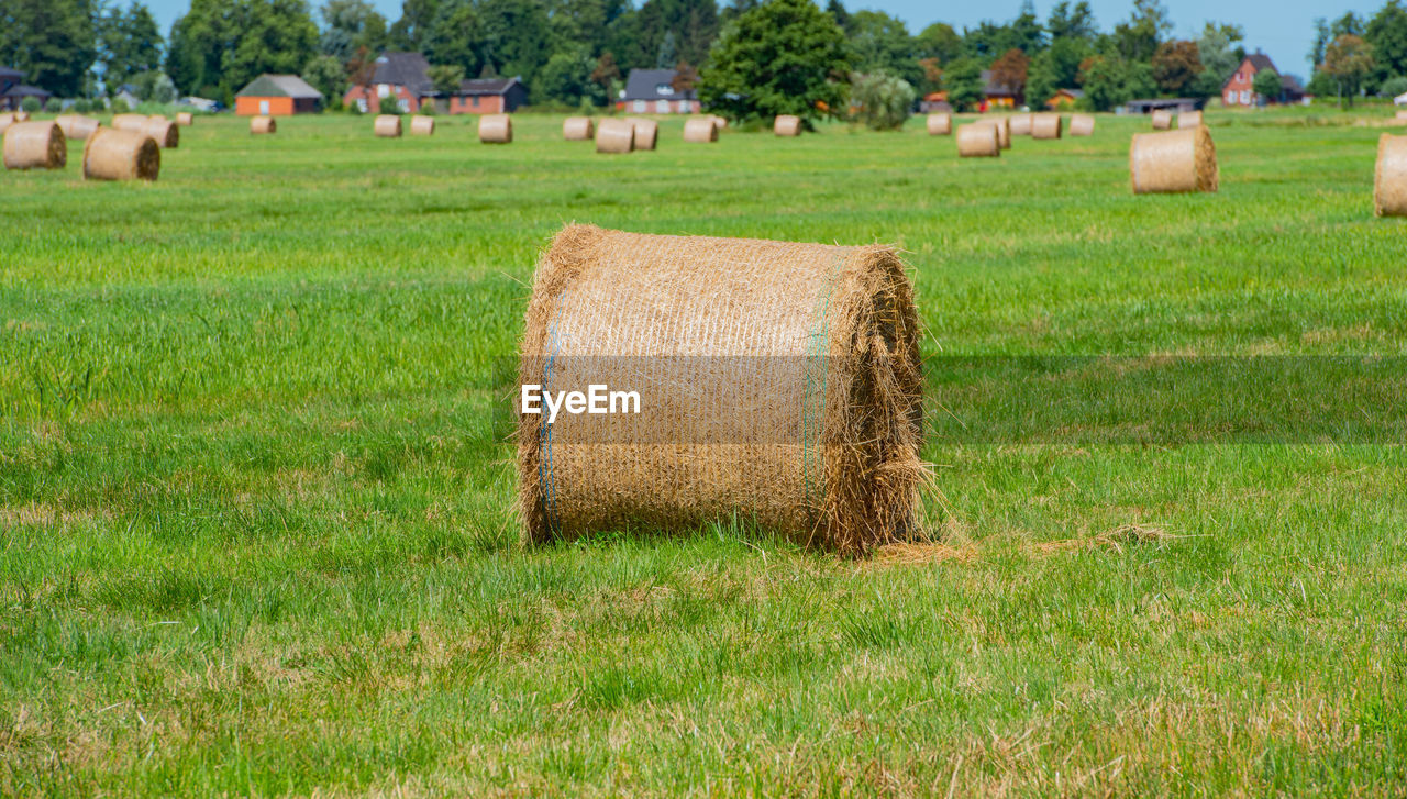 Haymaking processed into round bales in a field