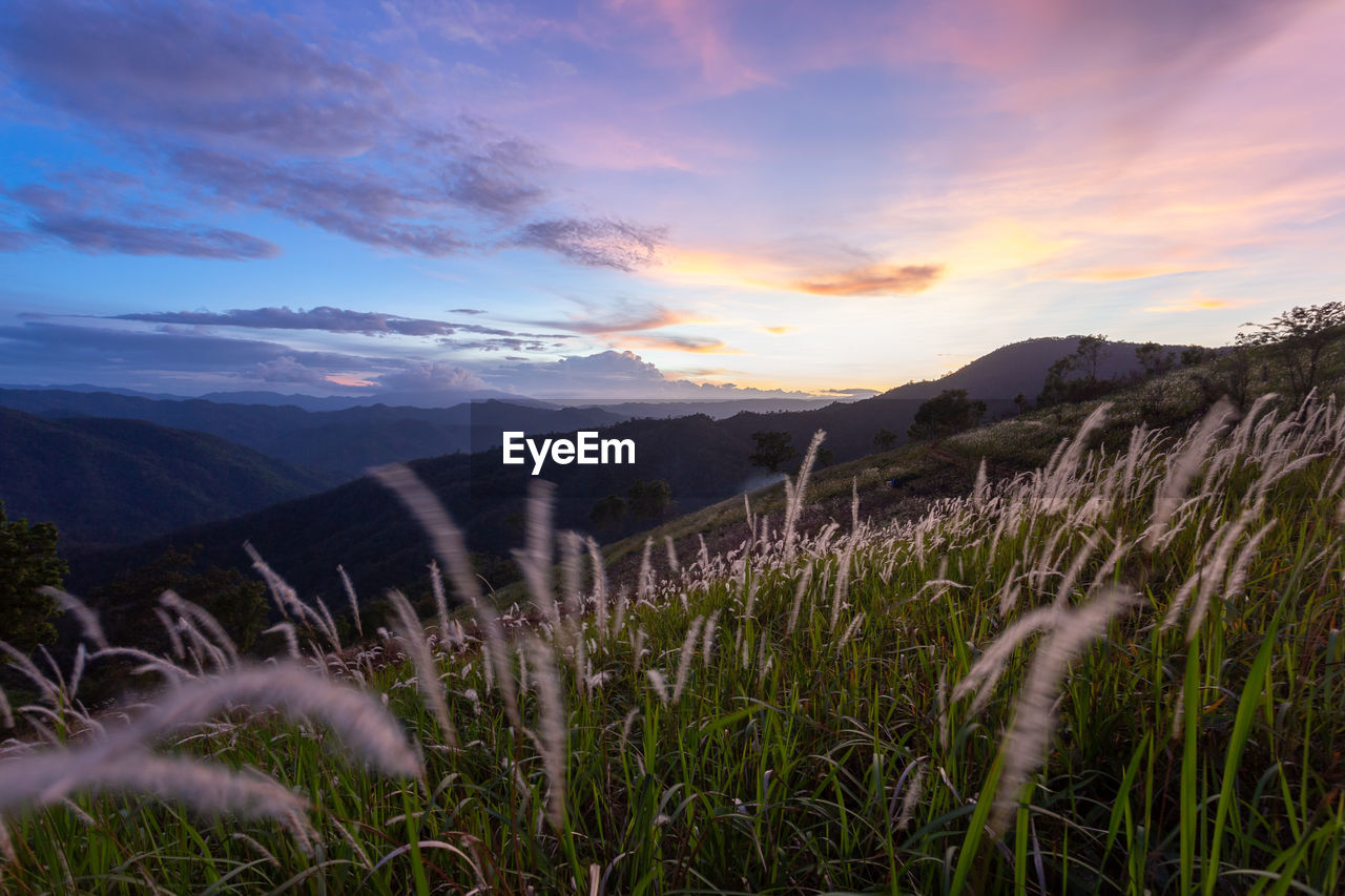 nature, sky, environment, landscape, scenics - nature, beauty in nature, mountain, plant, cloud, sunset, land, grass, wilderness, sunlight, tranquility, mountain range, no people, meadow, tranquil scene, field, tree, sun, rural area, rural scene, dramatic sky, outdoors, grassland, travel, twilight, travel destinations, horizon, non-urban scene, dawn, valley, idyllic, flower, prairie, summer, natural environment, plateau, wildflower, tourism, plain, growth, forest, blue, flowering plant, agriculture, fog
