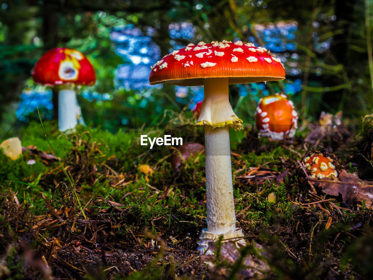 Close-up of mushroom growing on field