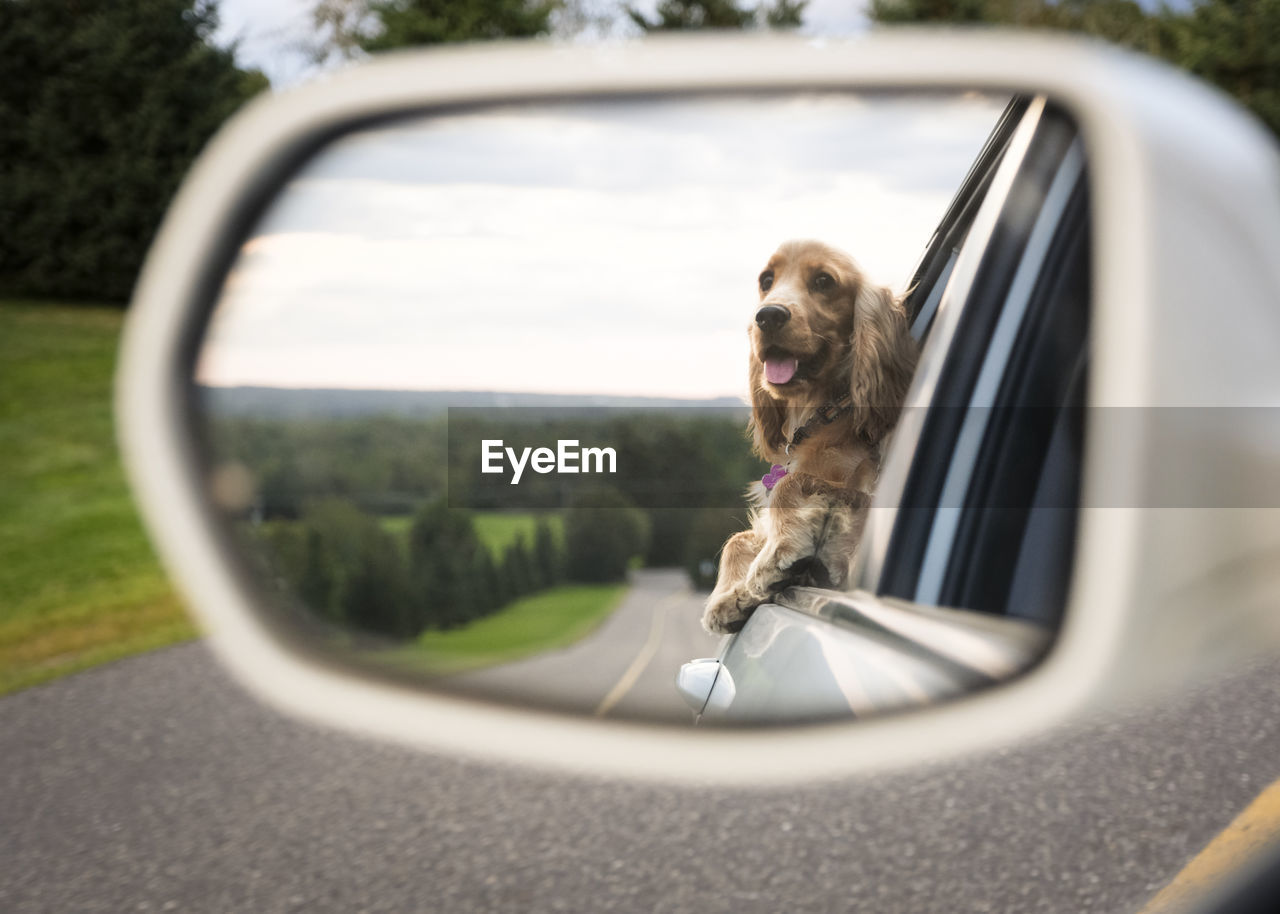 Reflection of cocker spaniel looking through car's window seen in side-view mirror