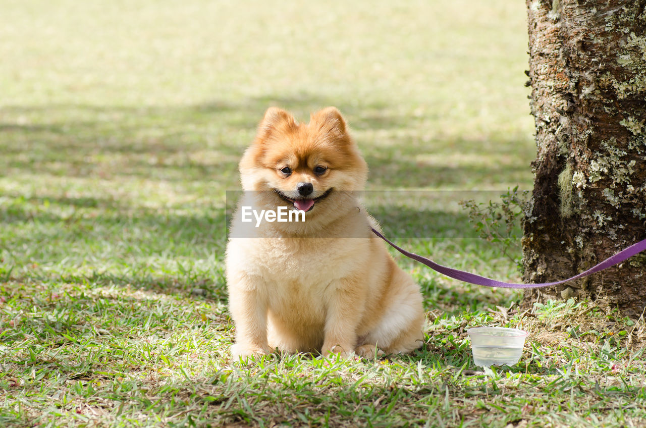 Portrait of dog sitting on grass