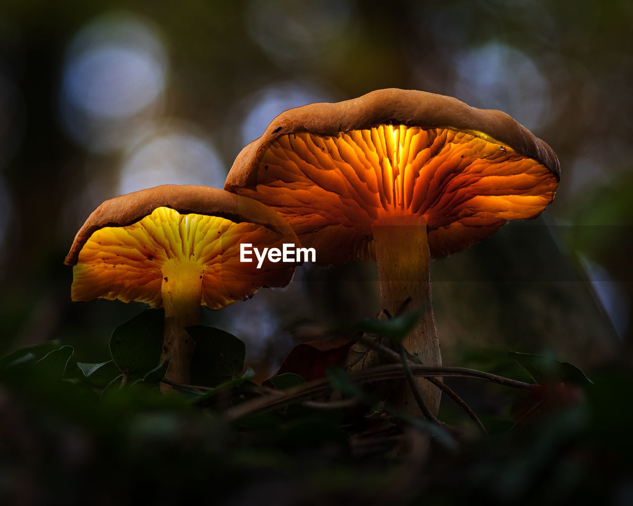 CLOSE-UP OF ORANGE FLOWER