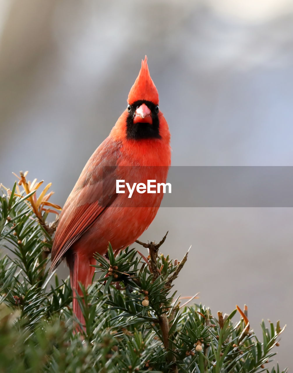 Close-up of bird perching on tree