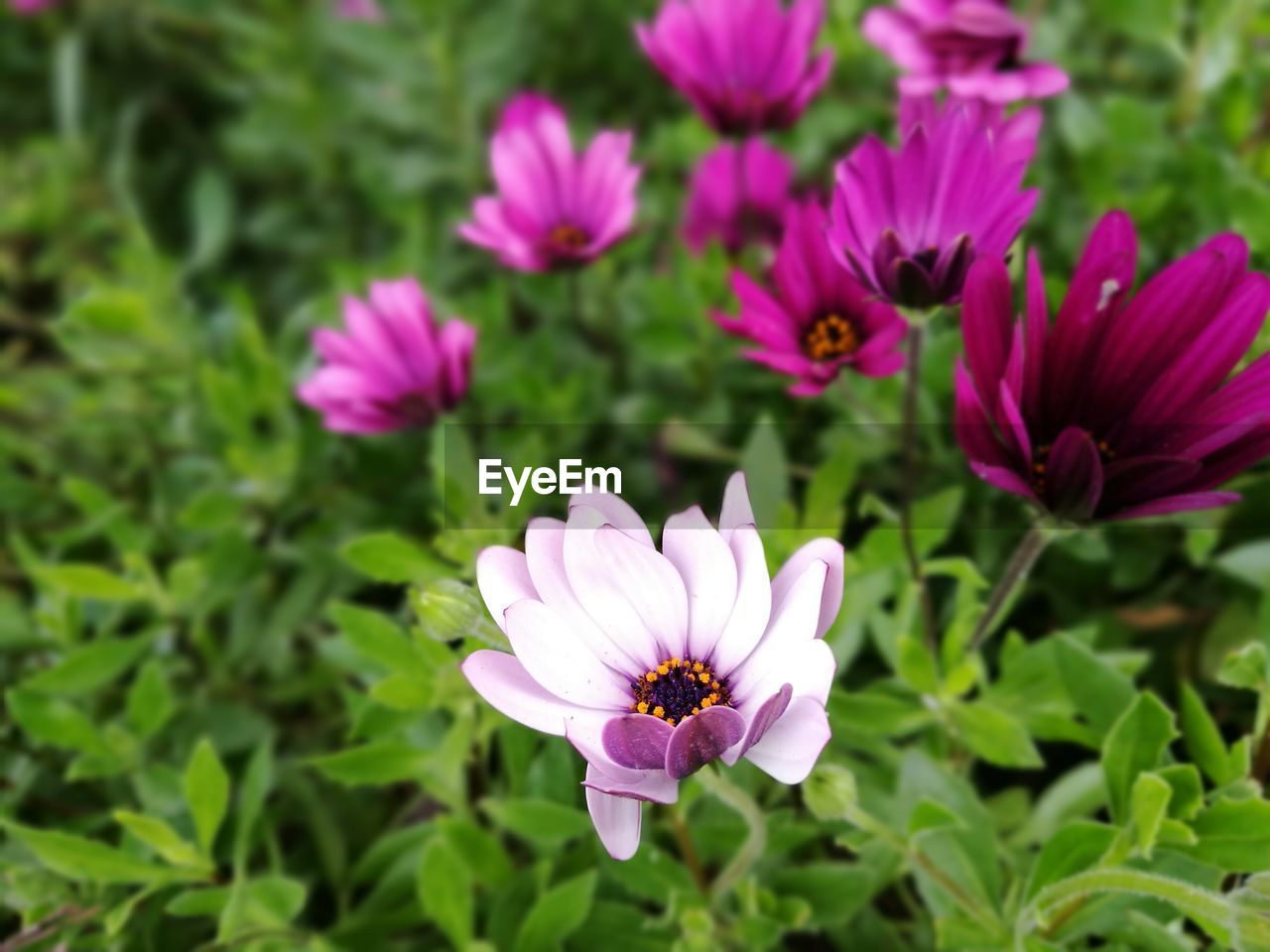 CLOSE-UP OF PINK COSMOS BLOOMING OUTDOORS