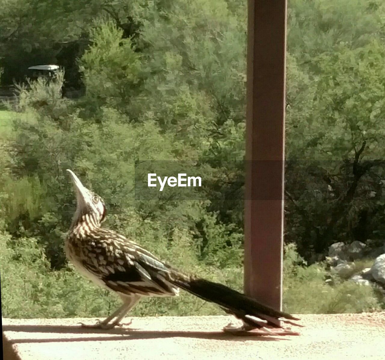 VIEW OF AN ANIMAL ON TREE