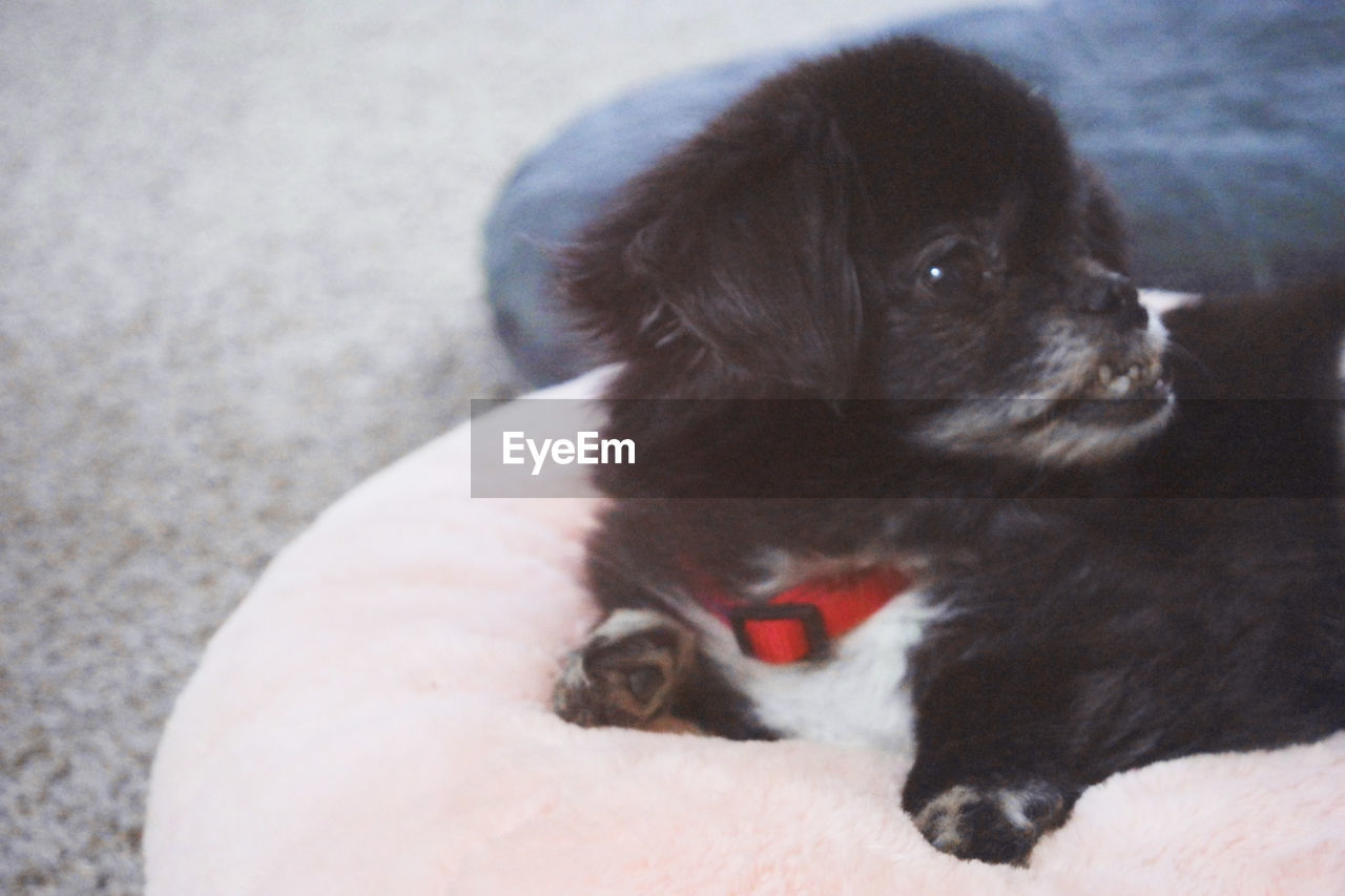 CLOSE-UP OF A PUPPY