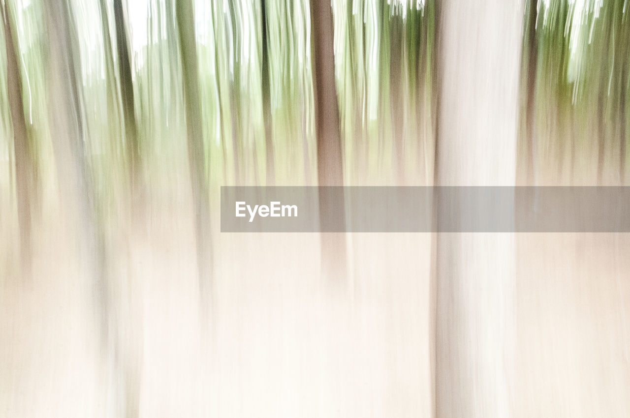 Blurred forest