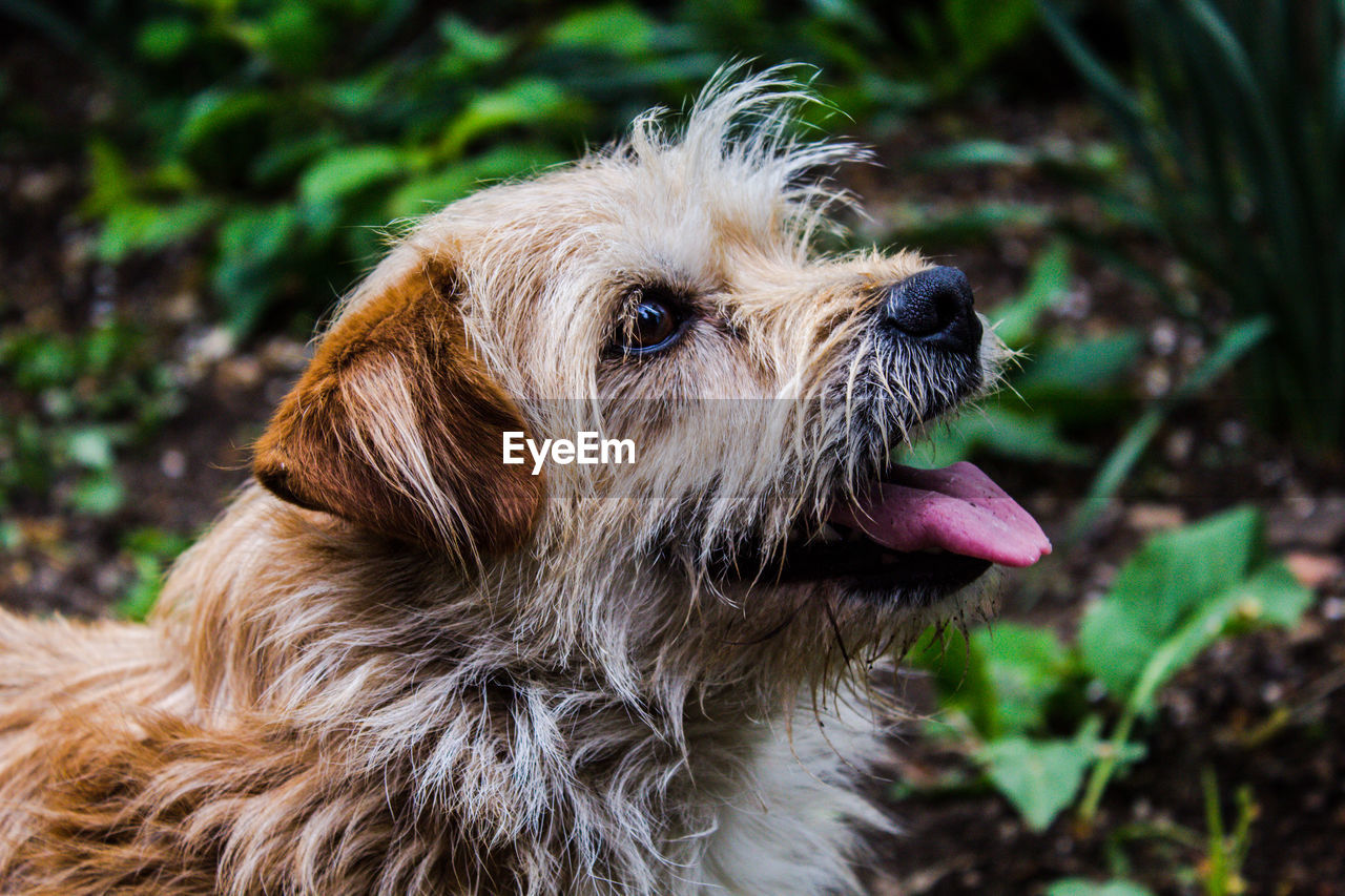 Close-up of dog looking away