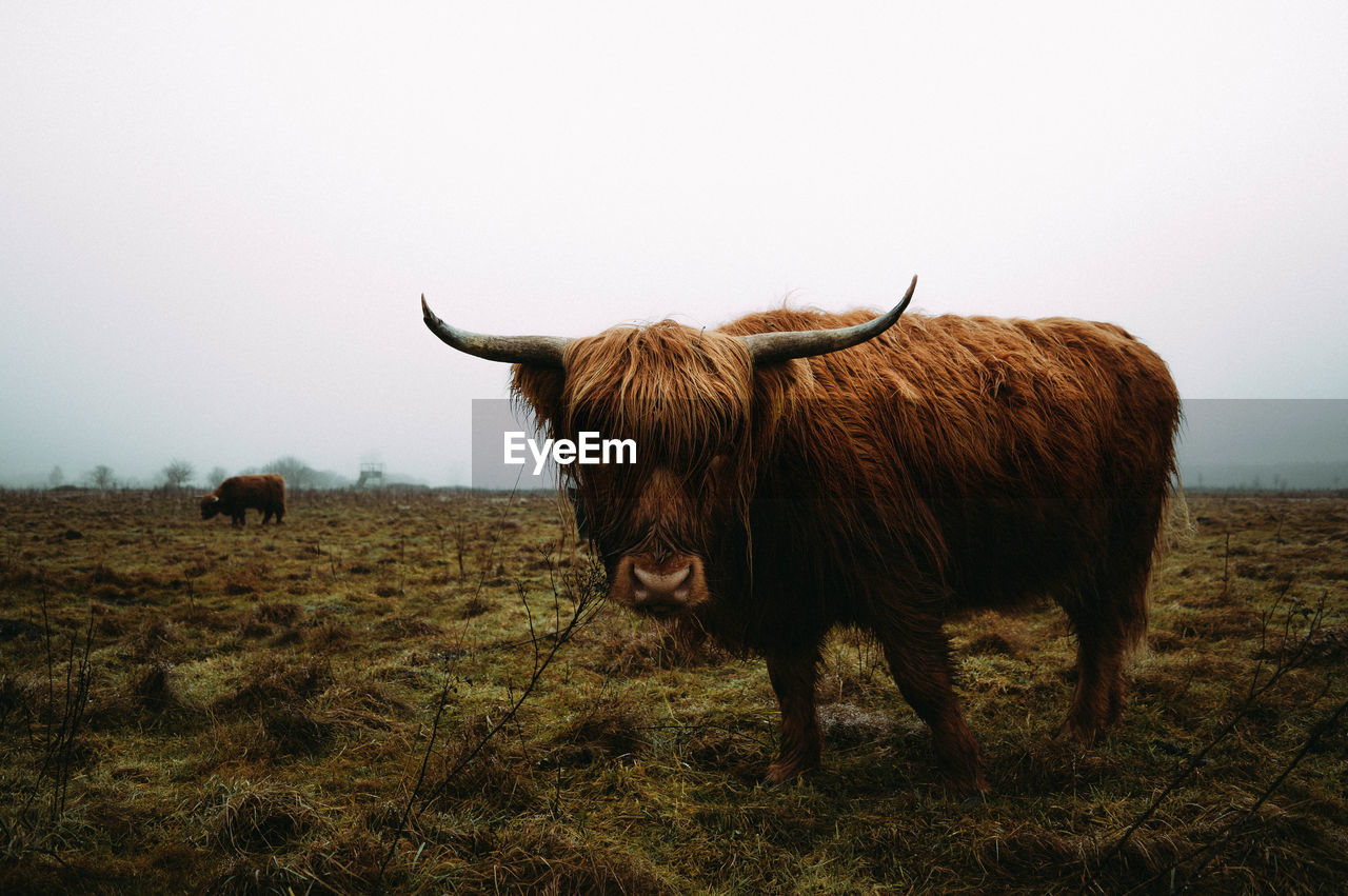 Highland cattle standing on field against clear sky