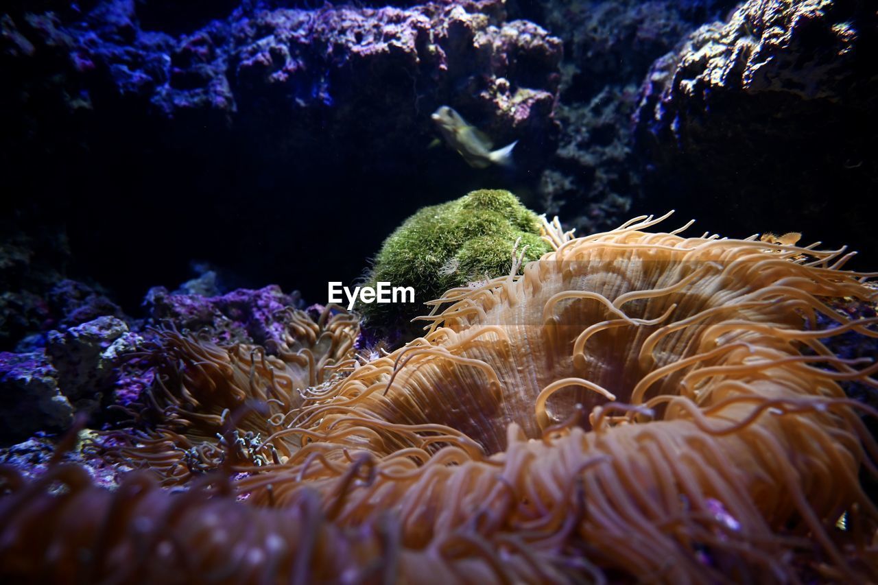 Close-up of sea anemone 