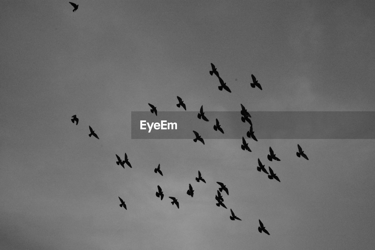 Low angle view of birds flying in sky