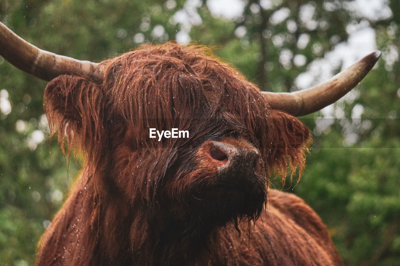 Close-up of a scottish highland cattle