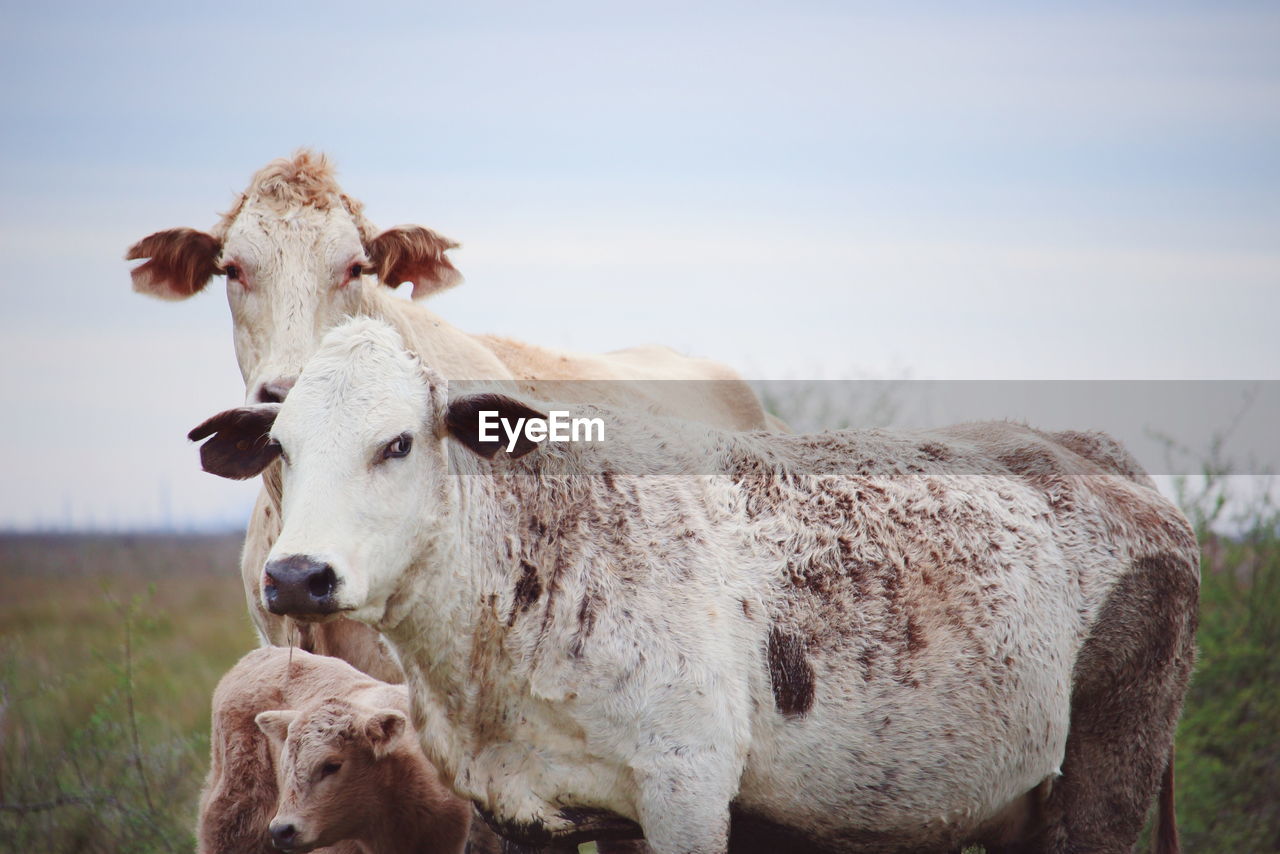 Cows with calf standing on field against sky