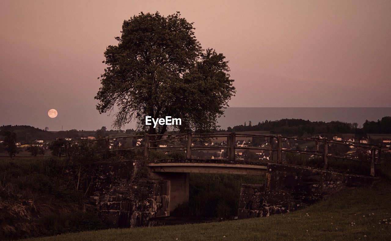 TREE AGAINST SKY AT SUNSET