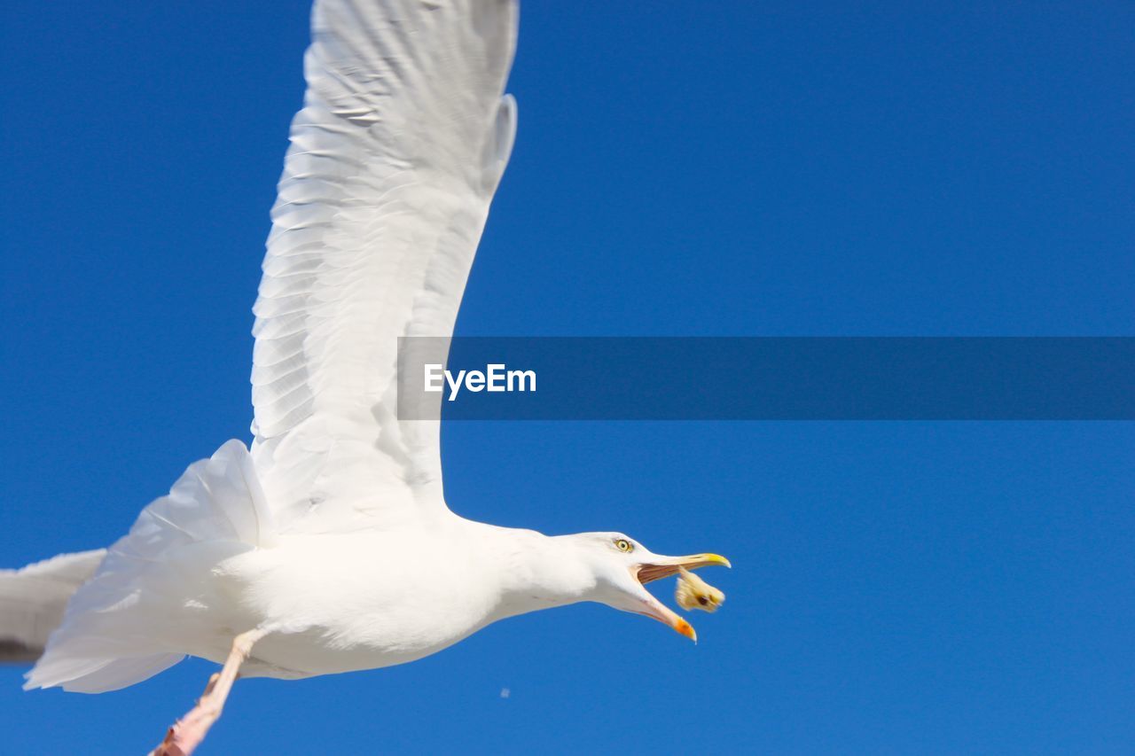 Low angle view of seagull flying against clear blue sky catching bread