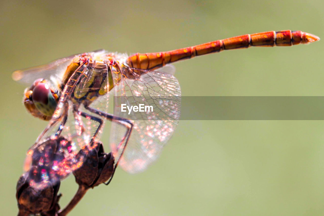 Close-up of dragonfly on twig