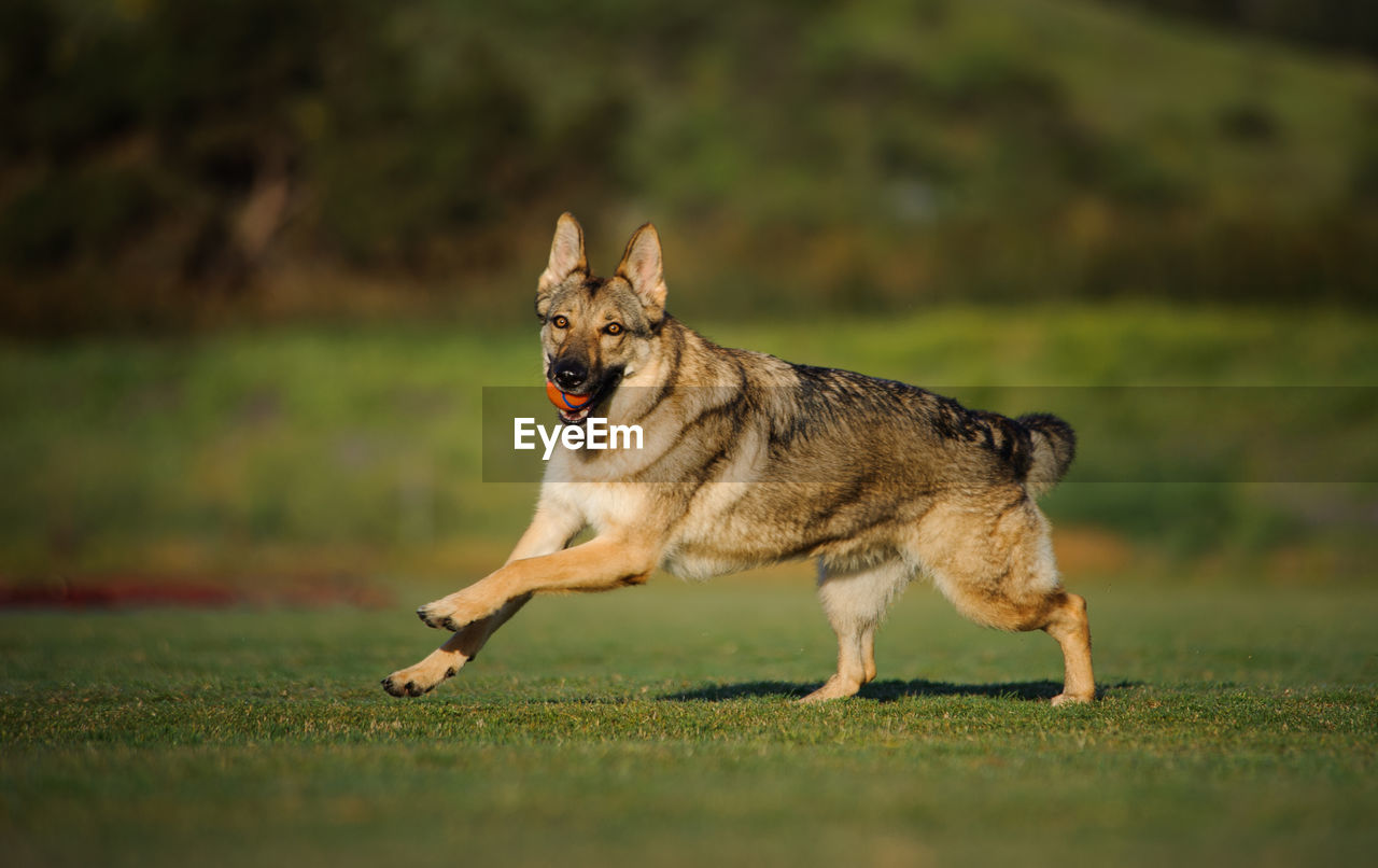 Portrait of german shepherd carrying ball in mouth while running on field