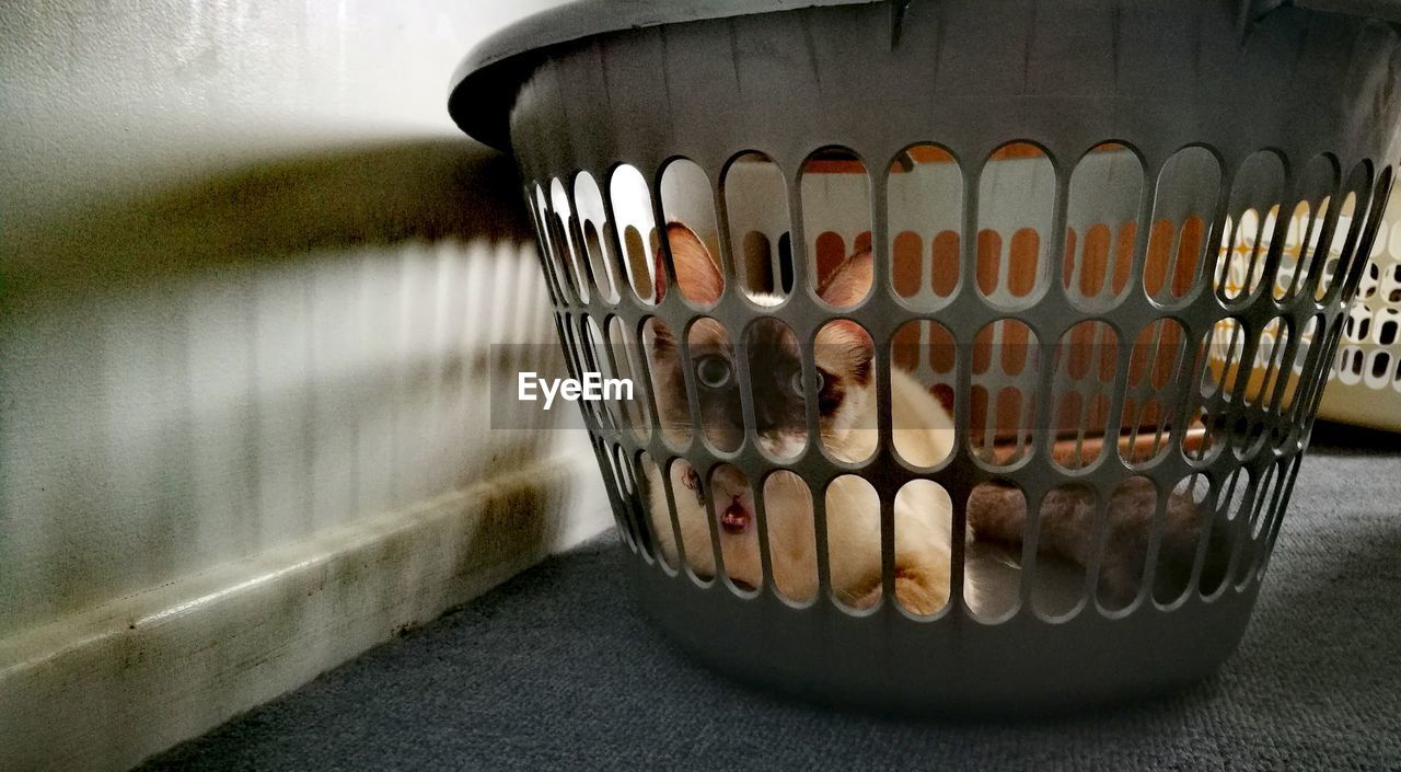 Portrait of cat sitting in basket