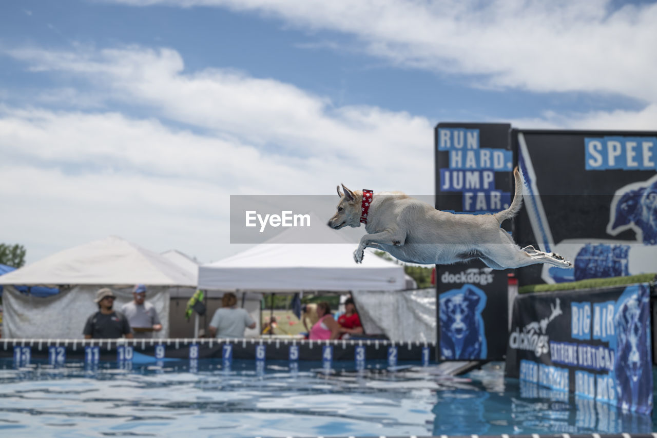 water, swimming, nature, sky, cloud, day, sports, animal, animal themes, architecture, outdoors, swimming pool, men, mammal