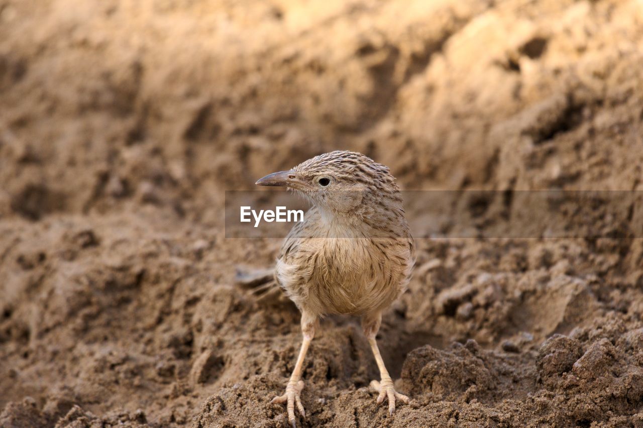 Close-up of bird