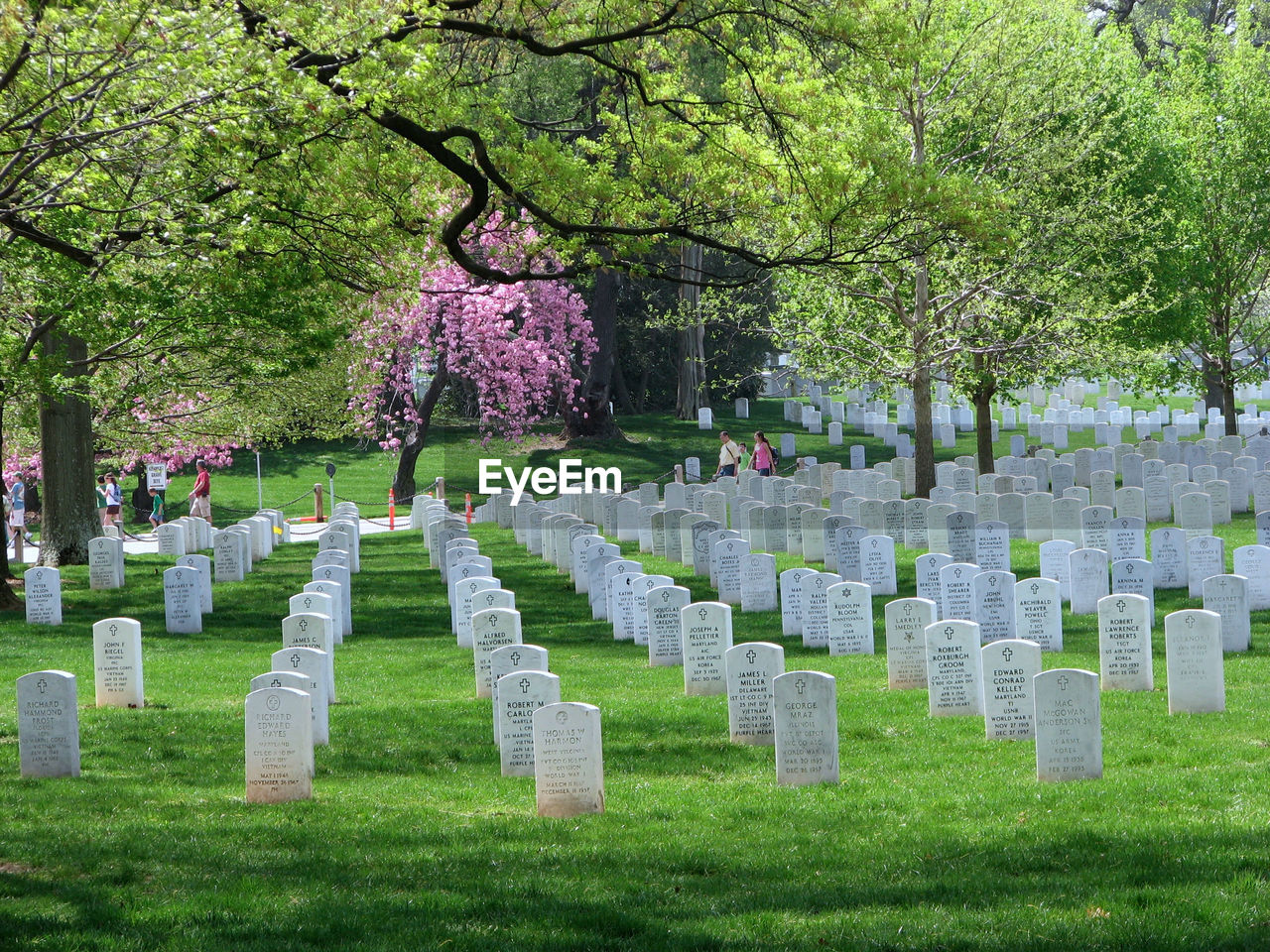 TREES IN CEMETERY