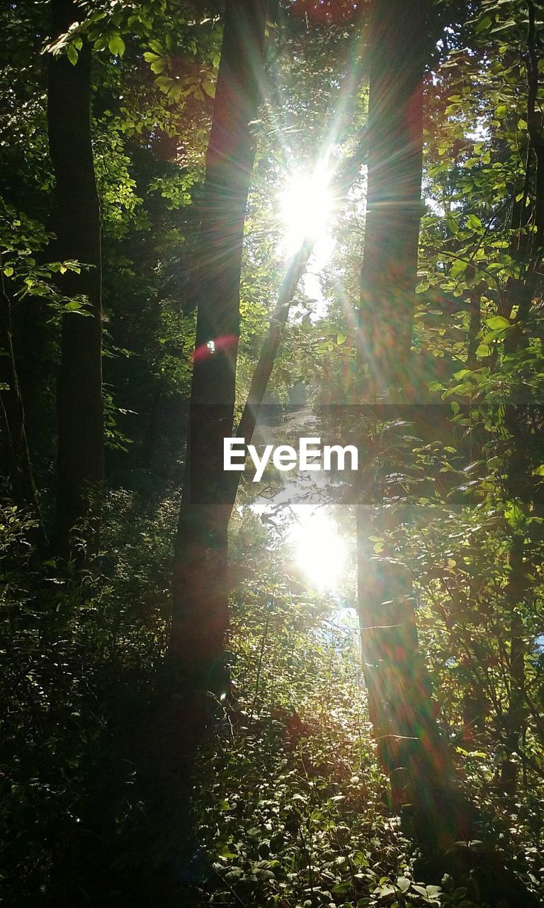 LOW ANGLE VIEW OF TREE AGAINST BRIGHT SUN