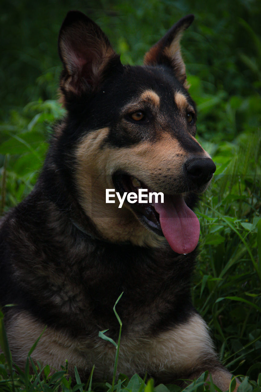 Close-up of dog looking away on field