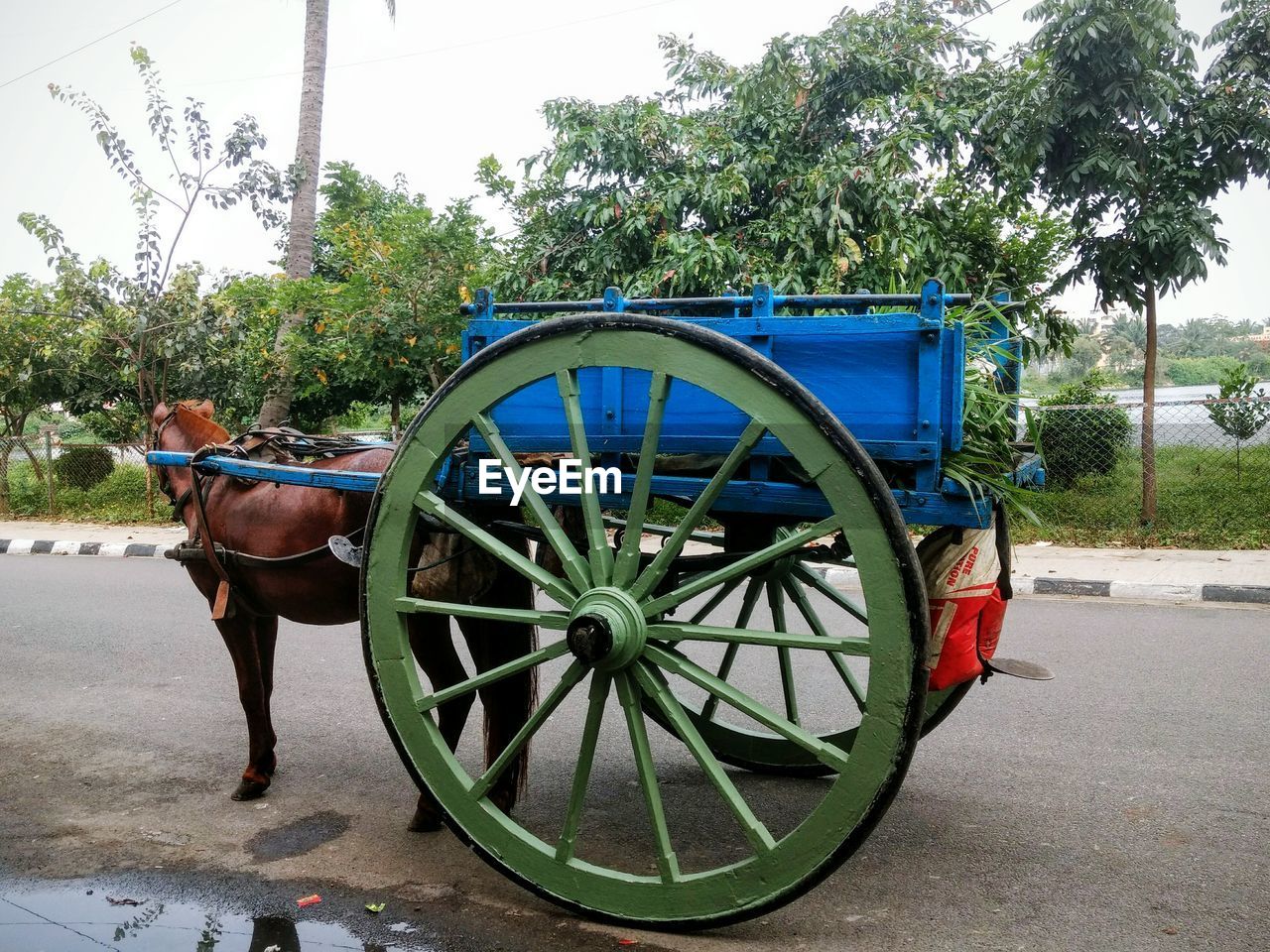 BICYCLE WHEEL AGAINST TREES