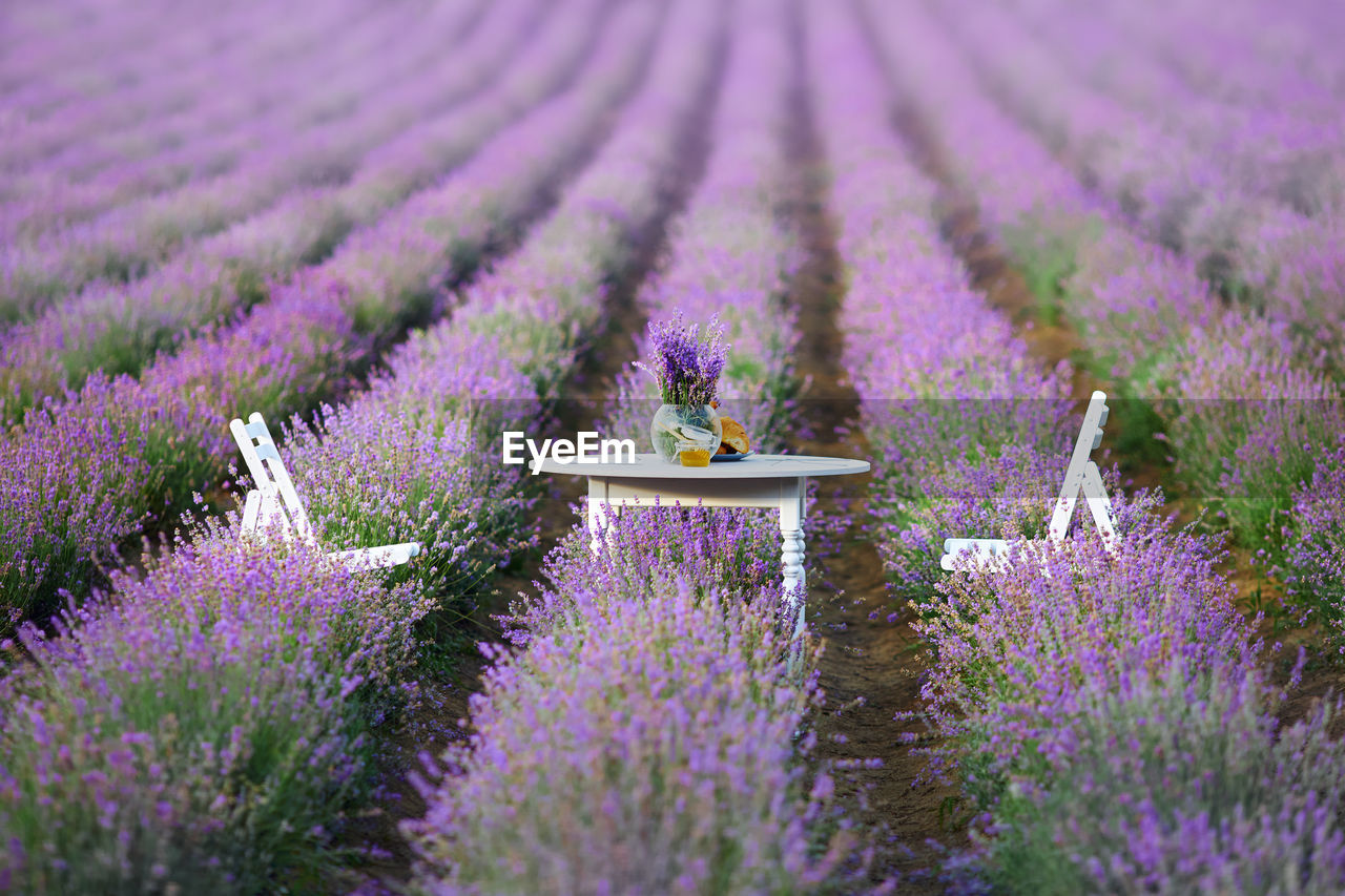 View chairs and table in purple flowering plants on field