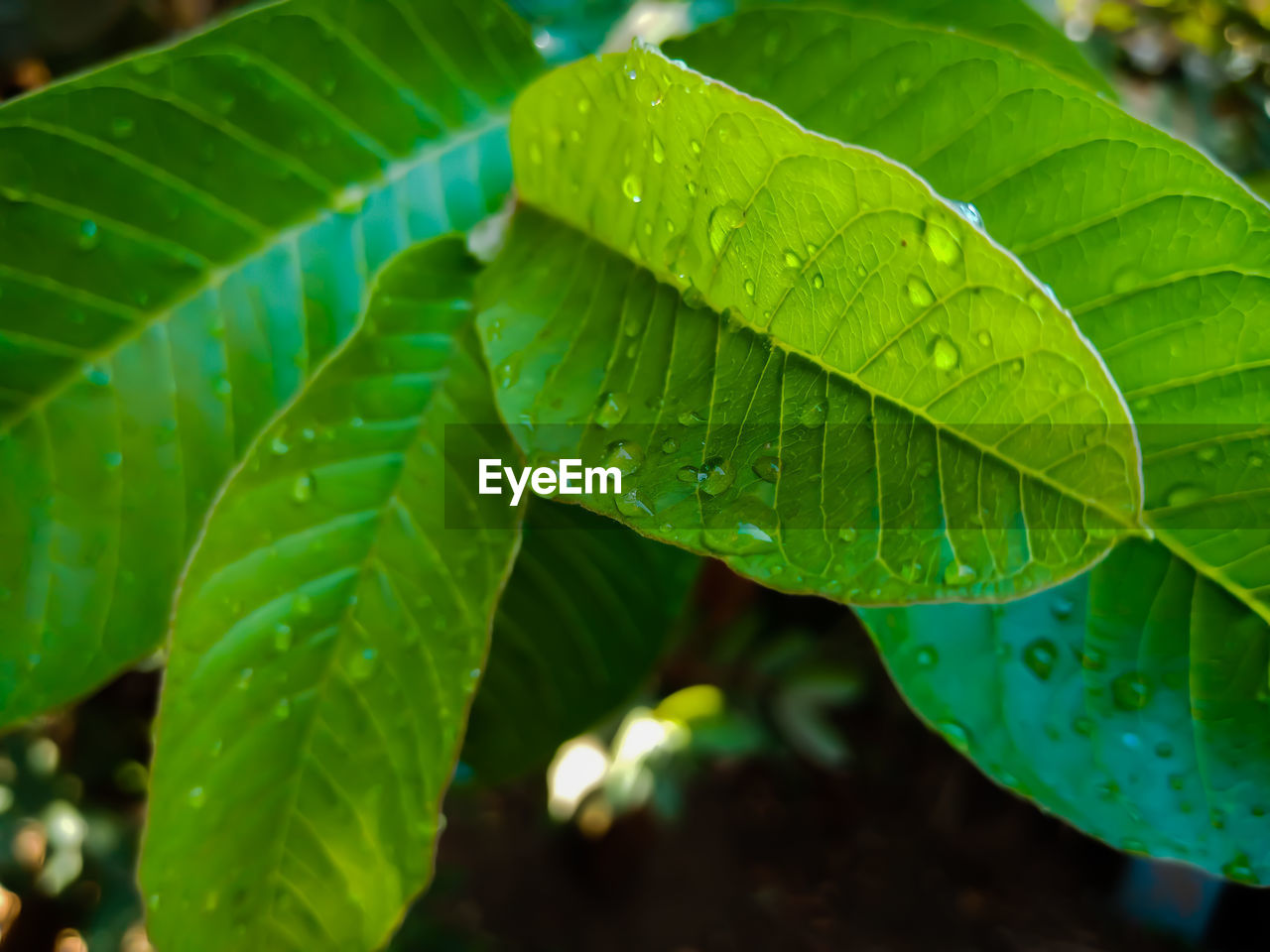 Close-up of raindrops on leaves